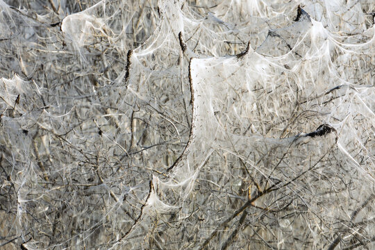 Close up of massive white silk webs with ermine moth caterpillars covering bare branches of a bush. Schwaben, Bavaria, Germany.