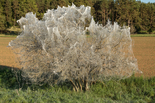 Bush completely covered in white silk webs made by ermine moth caterpillars in a field. Schwaben, Bavaria, Germany.