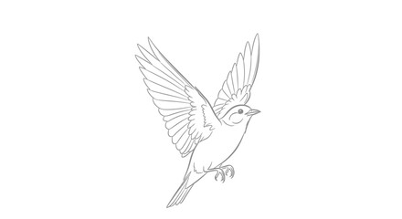Fototapeta premium A bird takes flight with wings up in a minimal line art sketch on a white background.
