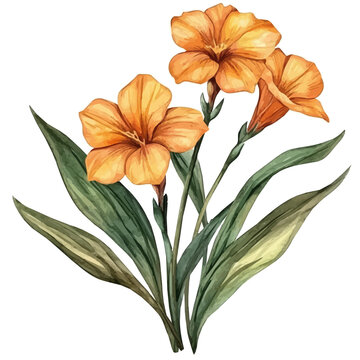 Wallflower Flower, lively watercolor vector drawing with intricate brush, isolated on a white background.