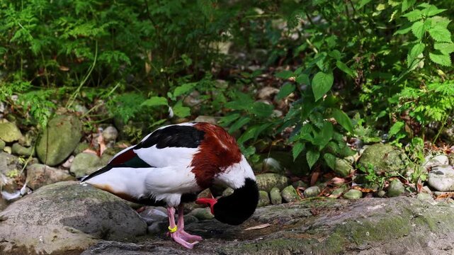 The common shelduck, Tadorna tadorna is a waterfowl species of the shelduck genus, Tadorna.