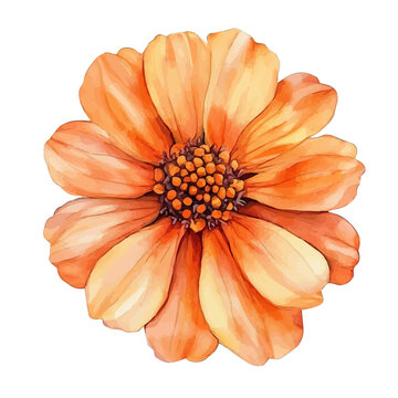 Tithonia Flower, playful watercolor vector painting with subtle shadowing and soft gradients, isolated on a white background.