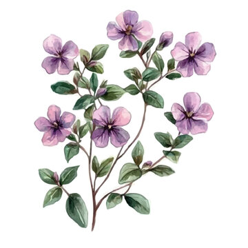 Thyme Flower, playful watercolor vector painting with subtle shadowing and soft gradients, isolated on a white background.