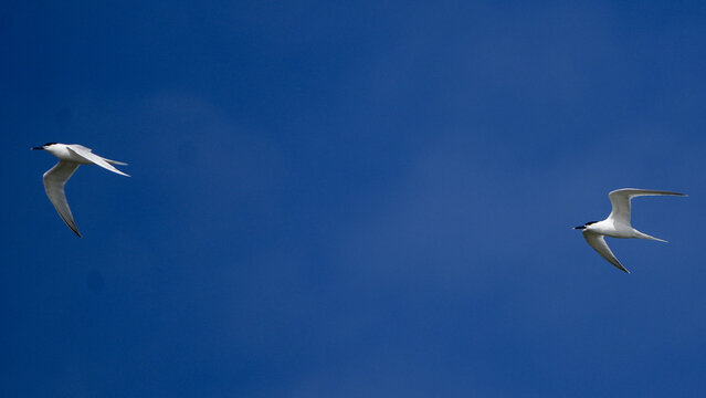 two sandwich terns (thalasseus sandvicensis) flying gracefully in a clear blue sky.