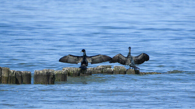 two great cormorants (phalacrocorax carbo) perched on wooden poles in the water with their wings spread.