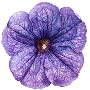 Petunia Flower, playful watercolor vector painting with subtle shadowing and soft gradients, isolated on a white background.