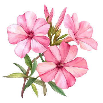 Oleander Flower, playful watercolor vector painting with subtle shadowing and soft gradients, isolated on a white background.