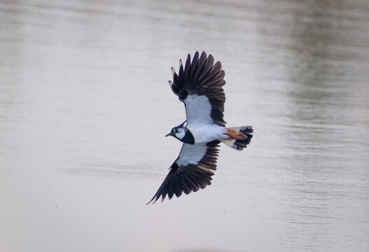 Northern Lapwing (Vanellus vanellus)