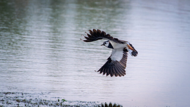 Northern Lapwing (Vanellus vanellus)