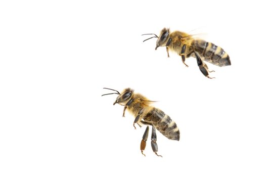 Honey bee (Apis mellifera), insect, cropped background, Vechta, Lower Saxony, Germany