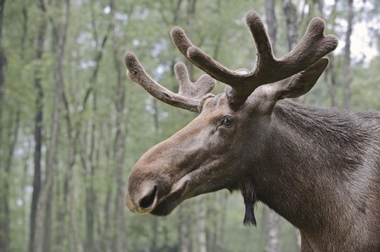 Eurasian elk (Alces alces alces), bull elk, portrait, captive, Germany