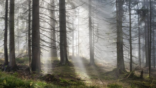 Natural spruce forest with morning fog, sunbeams break through the fog, at the Dreisesselberg, Bavarian Forest, Bavaria, Germany