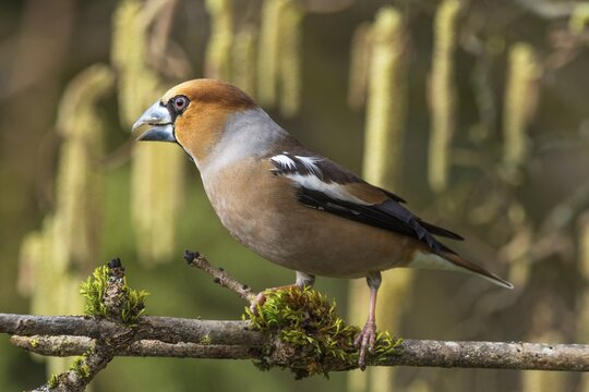 Hawfinch (Coccothraustes coccothraustes) male keeping watch on a branch, Baden-W&uuml;rttemberg, Germany