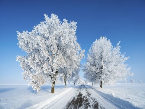 Avenue through deep snowy cold winter landscape, trees with hoarfrost, blue sky, Burgenlandkreis, Saxony-Anhalt, Germany