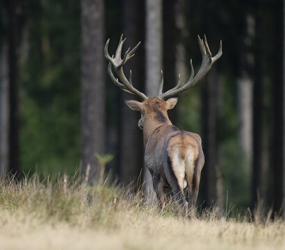 Red deer (Cervus elaphus) standing in a forest meadow, captive, Germany