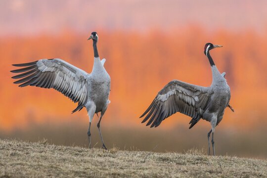 Cranes (grus grus) perform courtship display with flapping wings, Dance of the Cranes, V&auml;sterg&ouml;tland, Sweden