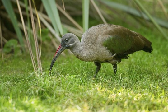 Hadada ibis (Bostrychia hagedash), captive, Lower Saxony, Germany