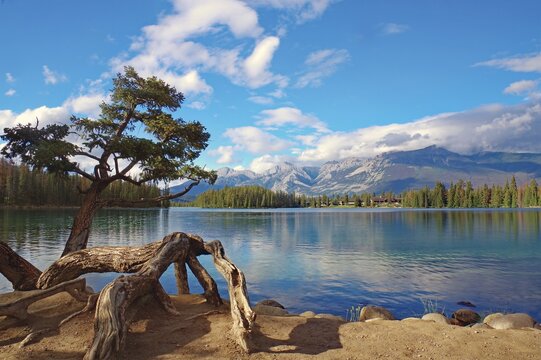 Lake with a crooked tree on the shore, surrounded by mountains, clouds and forests in sunny weather, Jasper, Jasper National Park, Icefields Parkway, Alberta, Canada