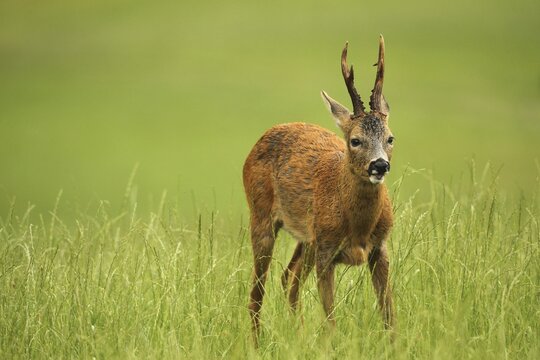European roe deer (Capreolus capreolus) buck in summer coat on meadow, Allg&auml;u, Bavaria, Germany