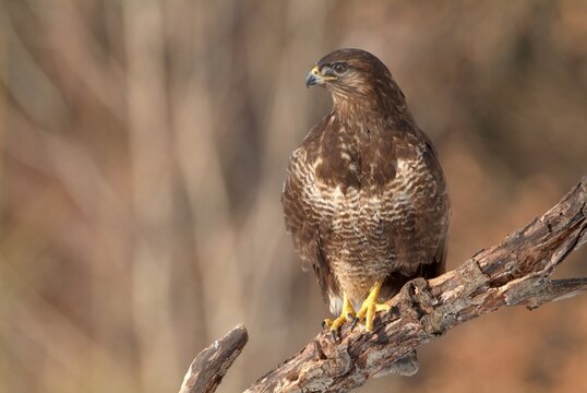 Common Buzzard (Buteo buteo), Schwaz, Tyrol, Austria, Europe