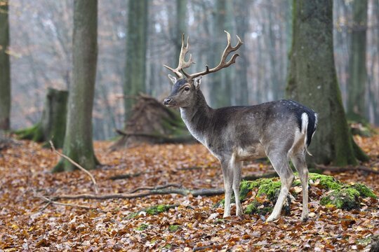 Fallow Deer (Dama dama), buck