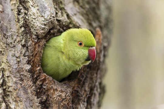 Rose-ringed parakeet (Psittacula krameri) looking out of its breeding den, wildlife, Germany