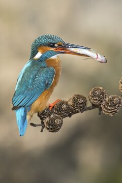Common kingfisher ( Alcedo atthis) on hideouts with fish, prey, Netherlands