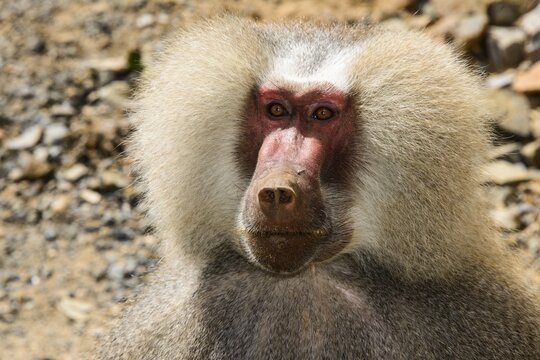 Hamadryas Baboon (Papio hamadryas), Eritrea