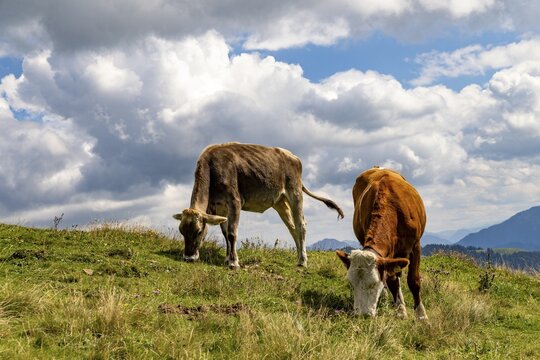 Two young cows eating grass on an alpine meadow, Spitzstein, Chiemgau, Upper Bavaria, Bavaria, Germany