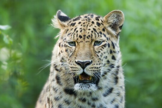 Far Eastern or Amur leopard (Panthera pardus orientalis), portrait, captive, Germany