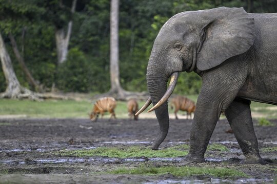 Forest elephant (Loxodonta cyclotis) and bongo antelope (Tragelaphus eurycerus) in the Dzanga Bai forest clearing, Dzanga-Ndoki National Park, Unesco World Heritage Site, Dzanga-Sangha Complex of Protected Areas (DSPAC), Sangha-Mba&eacute;r&eacute; Prefecture, Central African Republic