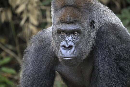 Western lowland gorilla (Gorilla gorilla gorilla), portrait, R&eacute;serve L&eacute;sio-Louna nature reserve, near Moembe, Plateau department, Republic of the Congo