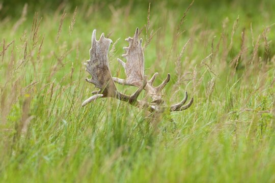 Fallow Deer (Dama dama), velvet antler of a 	fallow buck, captive, Bavaria, Germany