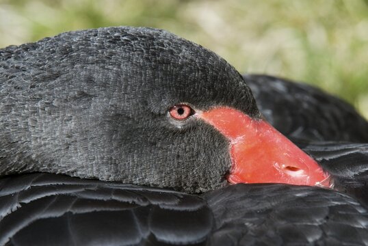 Black Swan (Cygnus atratus), Tyrol, Austria, Europe