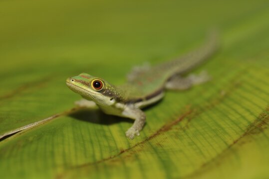 lined day gecko (Phelsuma lineata) on leaf, Ranomafana, Eastern Madagascar, Madagascar