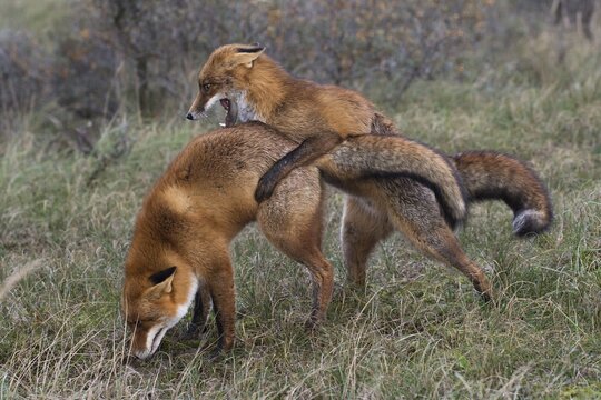 Red foxes (Vulpes vulpes), two fighting males, North Holland, Netherlands