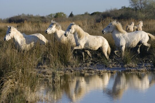 Camargue horses trotting, Camargue, Southern France, Europe