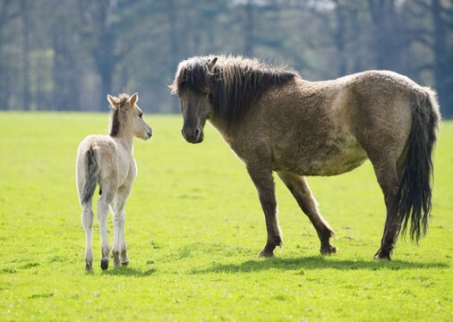 Tarpan (Equus ferus gmelini, Equus gmelini), breeding back, mare and foal on pasture, captive, Germany