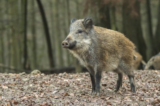 Wild boar, also wild swine or Eurasian wild pig (Sus scrofa), Volcanic Eifel, Rhineland-Palatinate, Germany