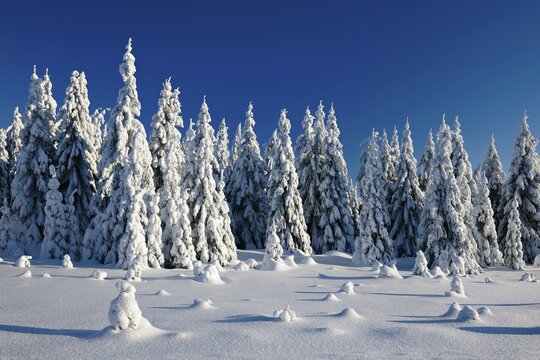 Deeply snow-covered untouched winter landscape, snow-covered fir trees, sparkling snow crystals, Harz National Park, Germany ( Sachsen-Anhalt)