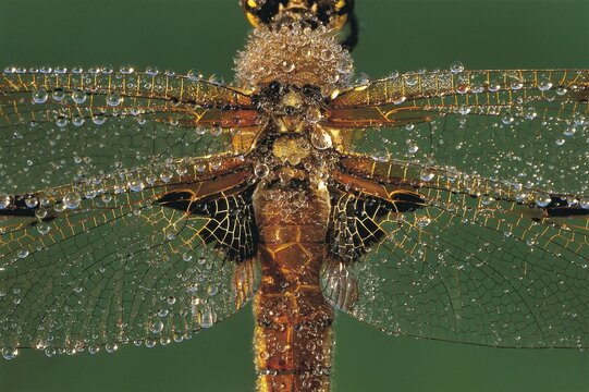 Detail, Four-spotted Chaser or Four-spotted Skimmer dragonfly (Libellula quadrimaculata), North Tirol, Austria