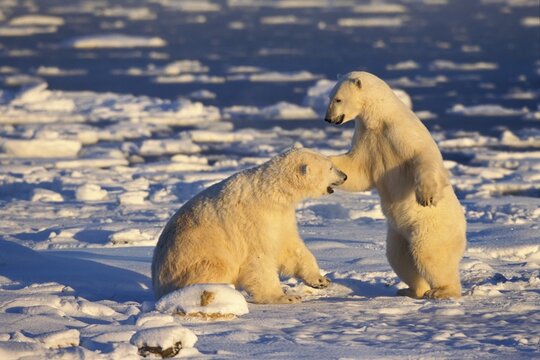 Polar Bears (Ursus maritimus), playing, Churchill, Canada, North America