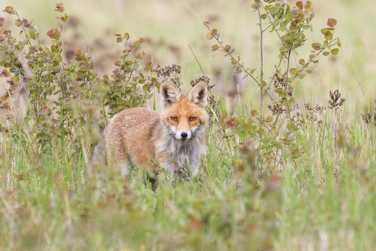 Red fox (Vulpes vulpes), Saxony-Anhalt, Germany