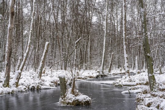 Landscape covered by snow with fallen trees on the Briese river in the forest in winter, landscape dammed by beavers, Briesetal, Barnim nature park Park, Brandenburg, Germany