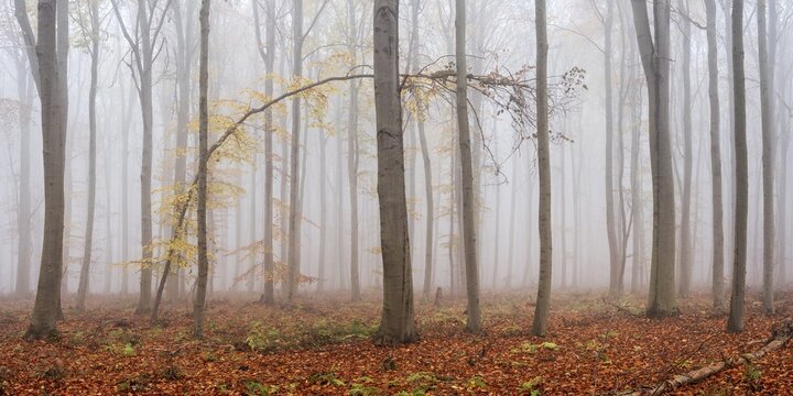 Panorama, bent crooked tree with last yellow leaves in beech forest in autumn, dense fog, Burgenlandkreis, Saxony-Anhalt, Germany