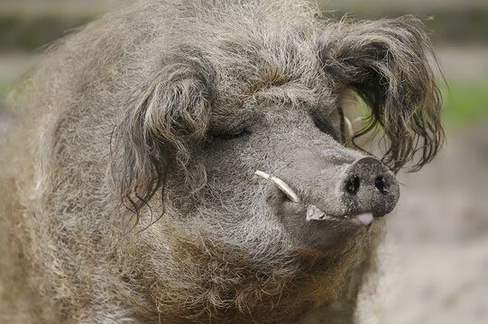 Woolly pig or Mangalica pig (Sus scrofa domesticus), portrait, Lower Saxony, Germany