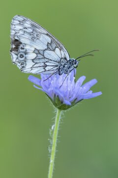 Marbled white (Melanargia galathea), butterfly, Eichst&auml;tt, Bavaria, Germany