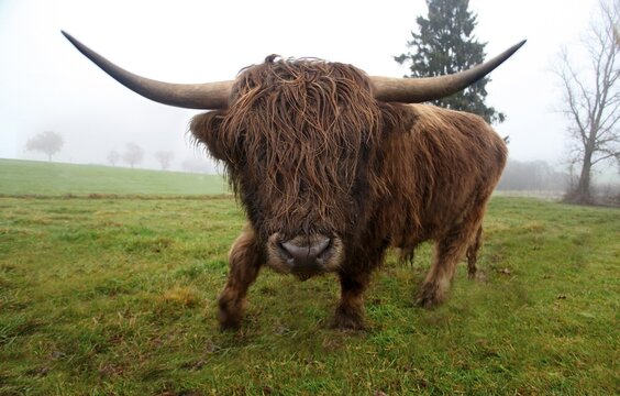 Scottish Highland cattle (Bos primigenius f. taurus), Allgaeu, Bavaria, Germany, Europe