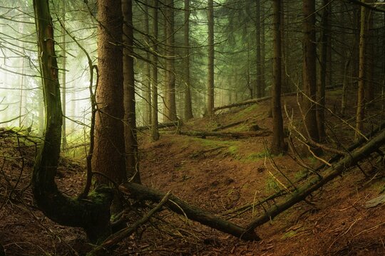 Mysterious dense spruce forest with fog, Thuringian Forest, Thuringia, Germany