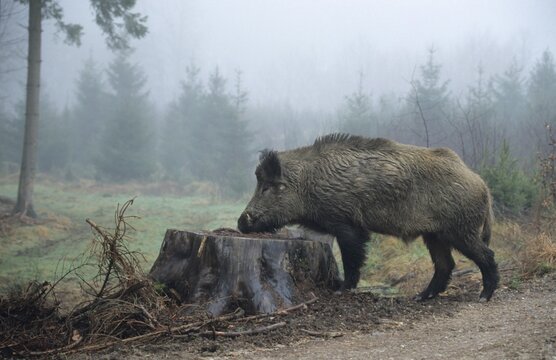Wild Boar (Sus scrofa) in the fog